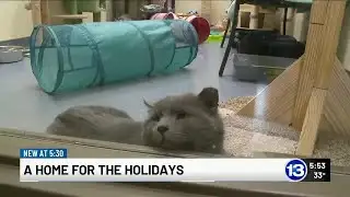Local program works to pair shelter pets with temporary fosters for the holidays