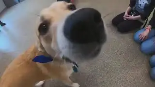 Local rescue pups to compete in Puppy Bowl