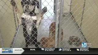 Local shelter strives to get 