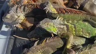 Local trapper captures about 100 cold-stunned iguanas after the invasive species drops from trees