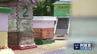 Local Veterans First: Coast Guard Veteran helps fellow service members through bees