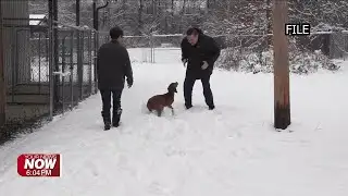 Local veterinarians urge pet owners to protect animals during bitter cold