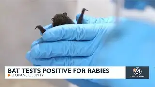 Local woman encounters rabid bat