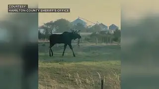 Local4 News at 5 - Moose on the Loose