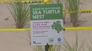 Loggerhead Sea Turtle eggs laid on North End