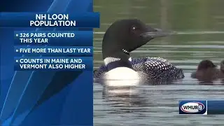 Loon count in NH completed