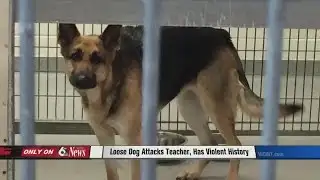 Loose Dog Attacks Teacher, Has Violent History