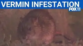 Los Angeles dealing with significant rat problem  | FOX 11 LA