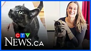 Lost cat finally back home, seven months later