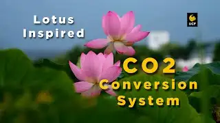 Lotus Inspired CO2  System