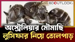 অস্ট্রেলিয়ায় নতুন “Lucifer” মৌমাছি আবিষ্কার – New Horned Bee Discovered in Australia