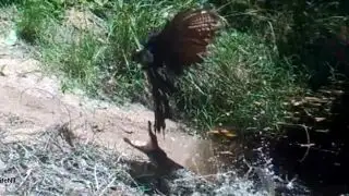 Lucky bird narrowly avoids baby croc