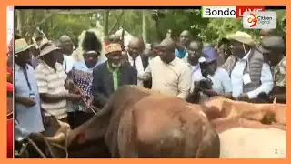 Luhya Council Elders present bulls at The Late Raila Odinga’s Bondo home