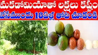 Macadamia farming is viable or not|97403 66368| మకడోమియా సాగు వాస్తవాలు