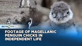 Magellanic Penguin Chicks Ready to Leave the Nest for the Sea