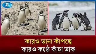 তীব্র ঠান্ডায় পেঙ্গুইন ছানাদের বড় হওয়ার শুরু | Magellanic Penguin | Penguin Chicks | Rtv
