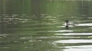 Maine Audubon releases it