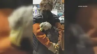 Maine eagle dies of lead poisoning