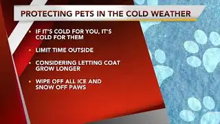Make sure you protect your pets in the cold weather