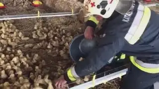Make Way For Ducklings: Firefighters Save 20,000 Baby Birds