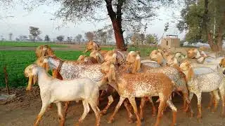 Makhi cheeni goat in pakistan