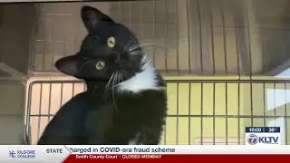 Making sure your pet’s shelter is protective against winter weather