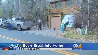 Mama Bear, Cubs Break Into Home