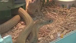 Man Bitten By Snake Speaks Out