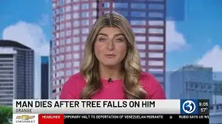 Man dies after tree falls on him in Orange