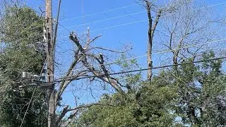 Man electrocuted after trying to help neighbor trim tree, SAFD says
