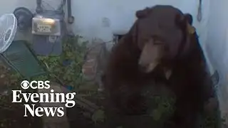 Man fed up over 550-pound bear who refuses to leave his crawl space