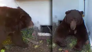 Man Finds Bear Living Under His Home
