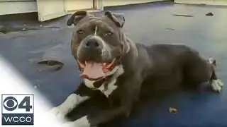 Man Killed Pit Bull After It Attacked His Dog