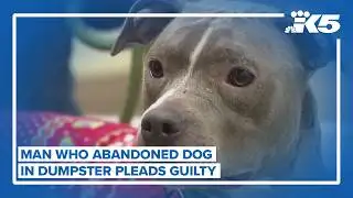Man pleads guilty after dog found in dumpster