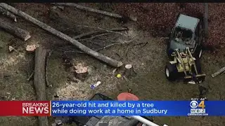Man Struck, Killed By Tree While Working In Sudbury