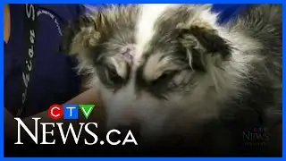 Manitoba puppy escapes vicious wolf attack