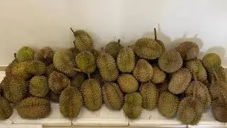 MAQIS NEWS EDISI OGOS 2021