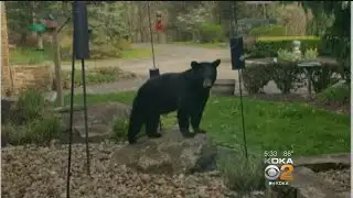 Mars Residents Asked To Put Away Bird Feeders, Garbage Cans After Recent Bear Problem