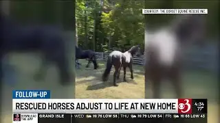 Martha Stewart adopts 2 Vermont rescue horses