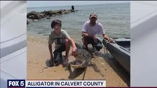 Maryland man captures, kills 7-foot alligator in Chesapeake Bay