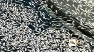 Mass fish die-off remains a mystery