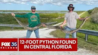 Massive, 12-foot, 80-pound Burmese python captured by Florida alligator hunters
