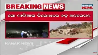 Massive Cattle Smuggling Busted in Baripada, Mayurbhanj | Over 1,000 Cows Seized