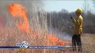 Massive planned field fire fends off invasive plants
