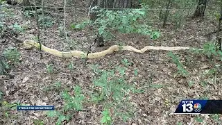 Massive python captured in St. Clair County