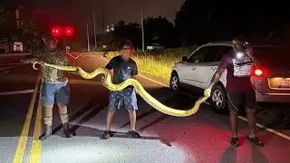 Massive python wrangled near school in South Carolina: Watch wild video here