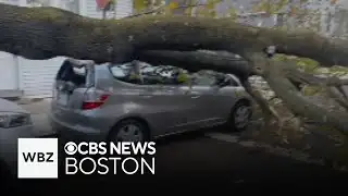Massive tree lands on two cars in East Boston