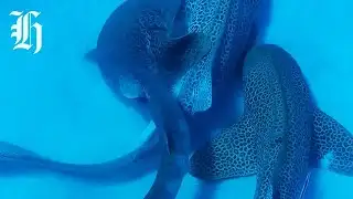 Mating rituals of endangered Leopard sharks filmed in scientific first