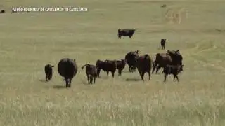 Maximizing  Profits with a Solid Cattle Vaccination Program