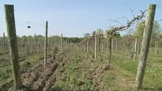 May frost damages some Northeast Ohio wine crops